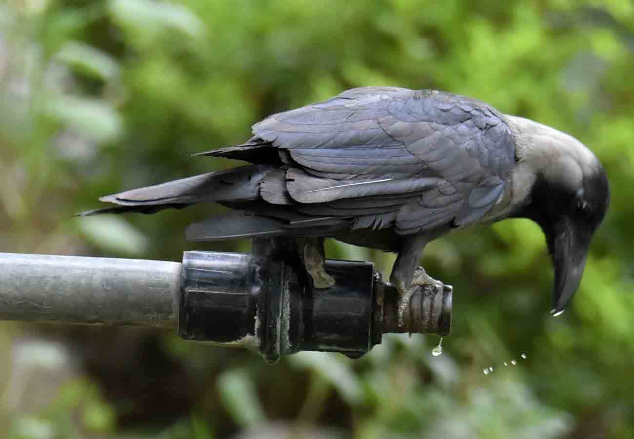 weather latest news, weather department warns in summer season