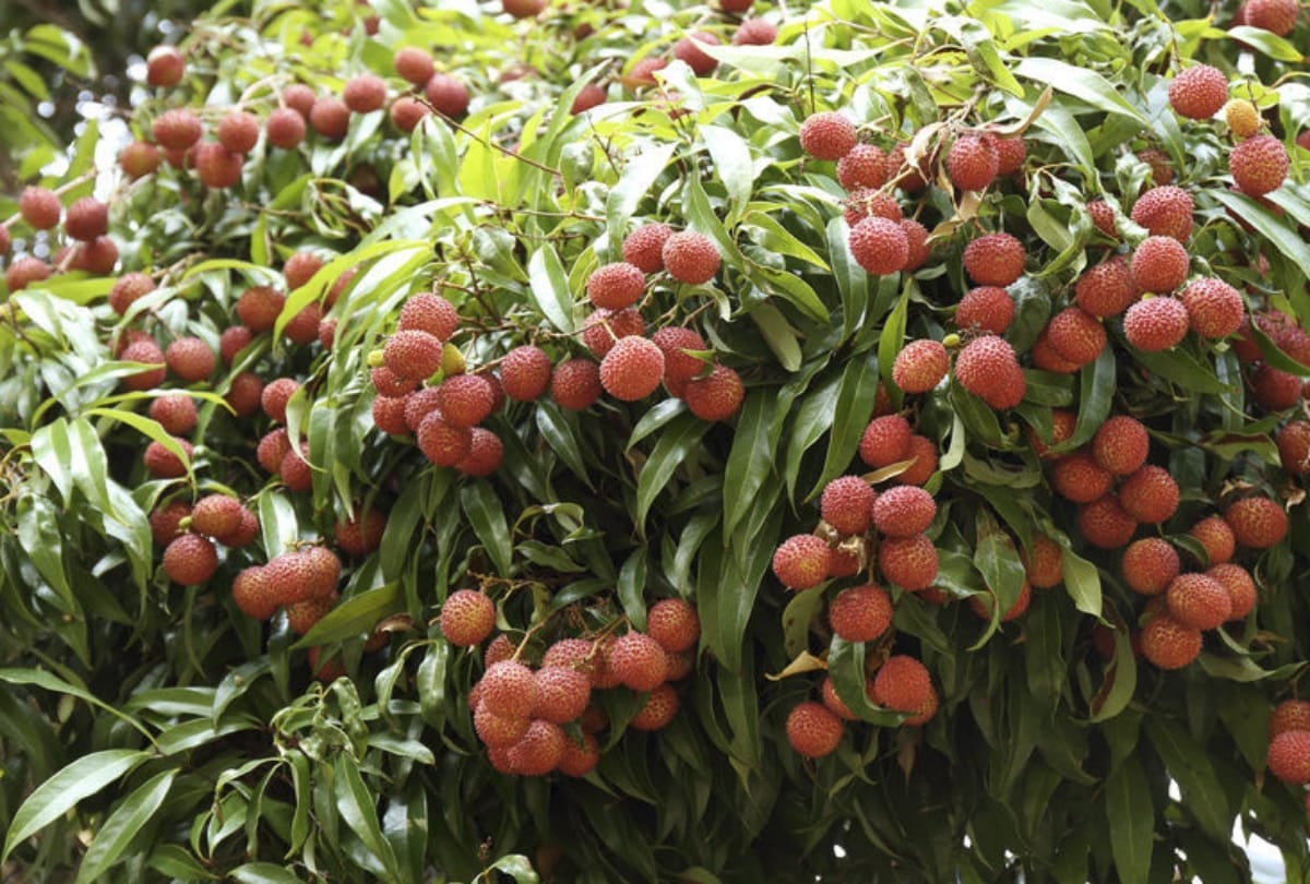 Brain disease linked to lychee toxins kills children in Muzaffarpur Bihar