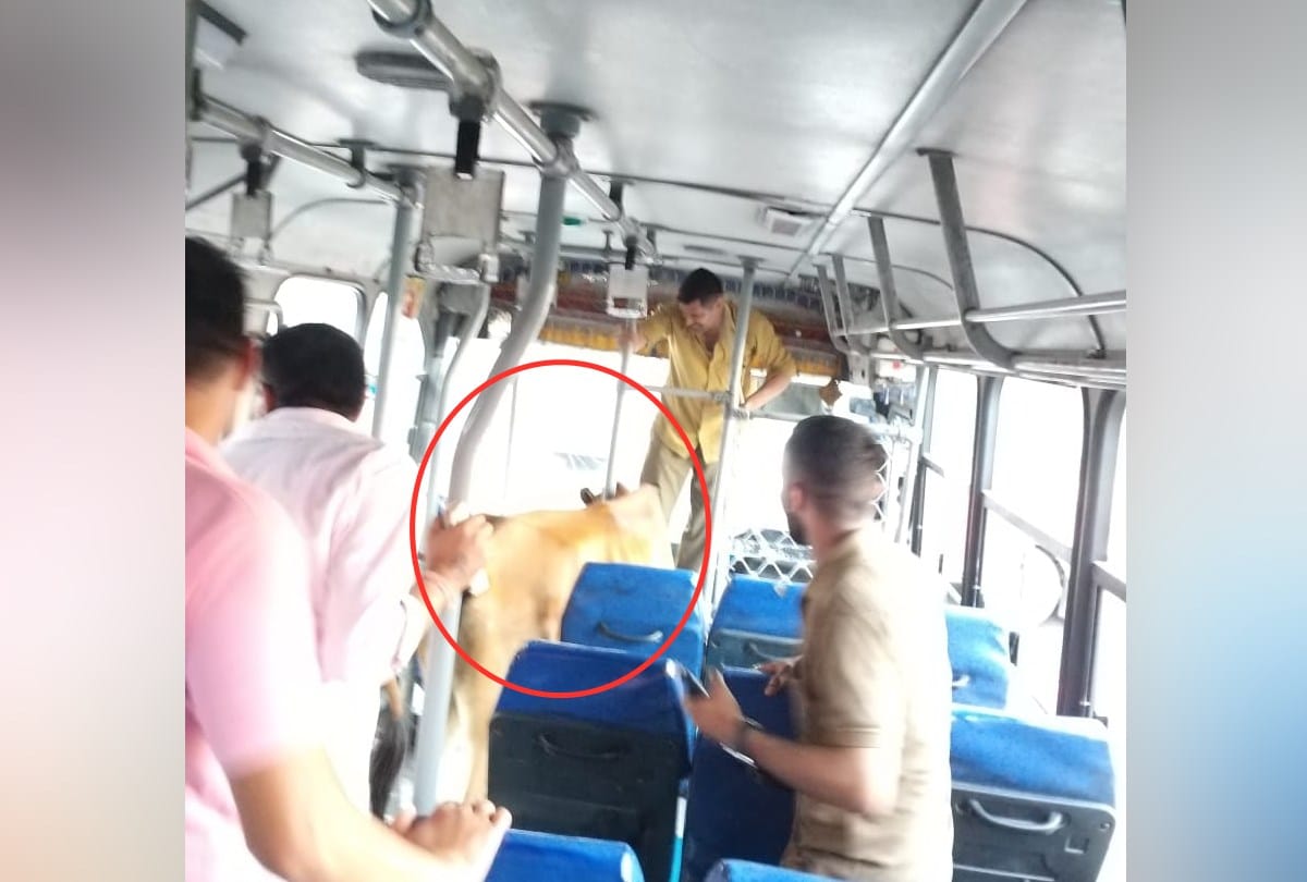stray cow in HRTC Bus Jwalamukhi Kangra Himachal Pradesh