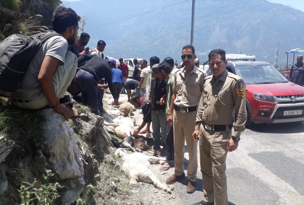 Fifteen Sheeps Crushed To Death Near Kullu Himachal Pradesh
