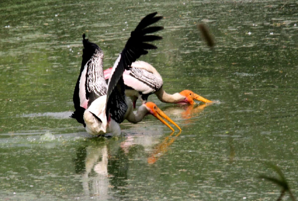 relief from heat wave in delhi ncr, some area temperature reached 46 degree
