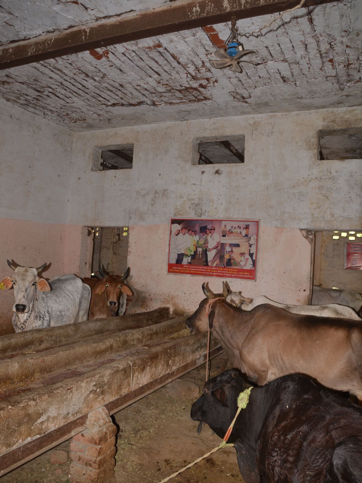 भीषण गर्मी में तीन गायों ने तोड़ दिया दम