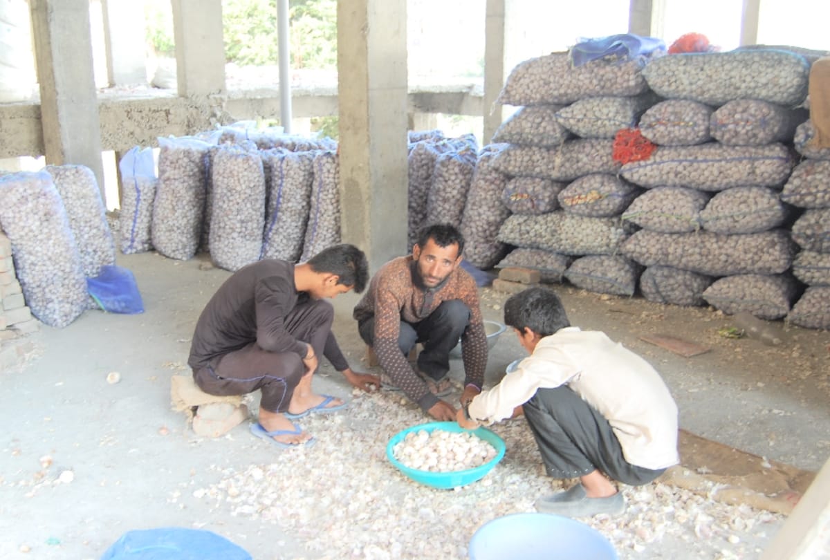 Himachali garlic rate increase Four times