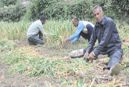 Himachali garlic rate increase Four times