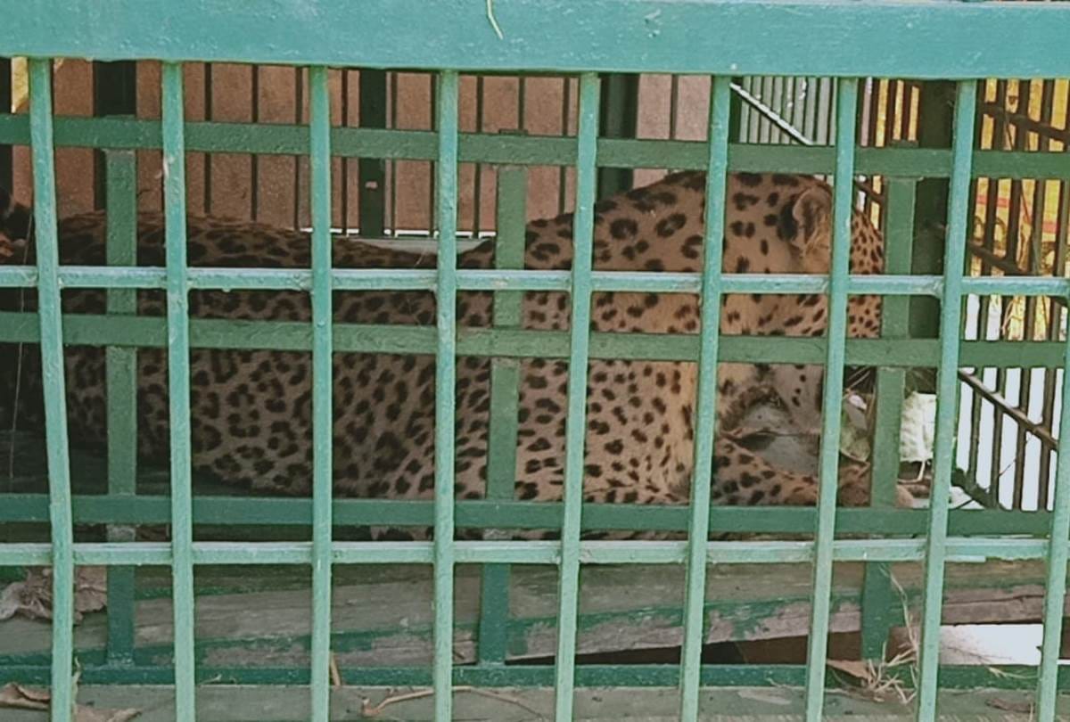 rescue operation to capture trapped leopard in bahraich last 5 long hours