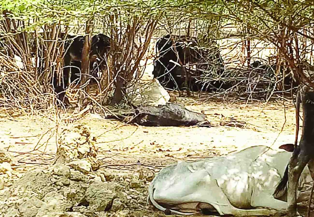 three cattle died in Cow Shelter at hardoi