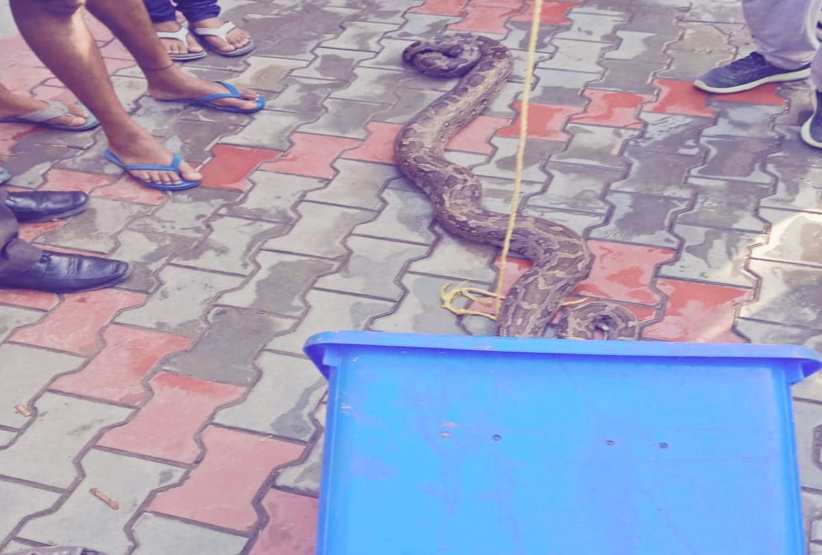 The 10 feet long Python attacked on the young man in una