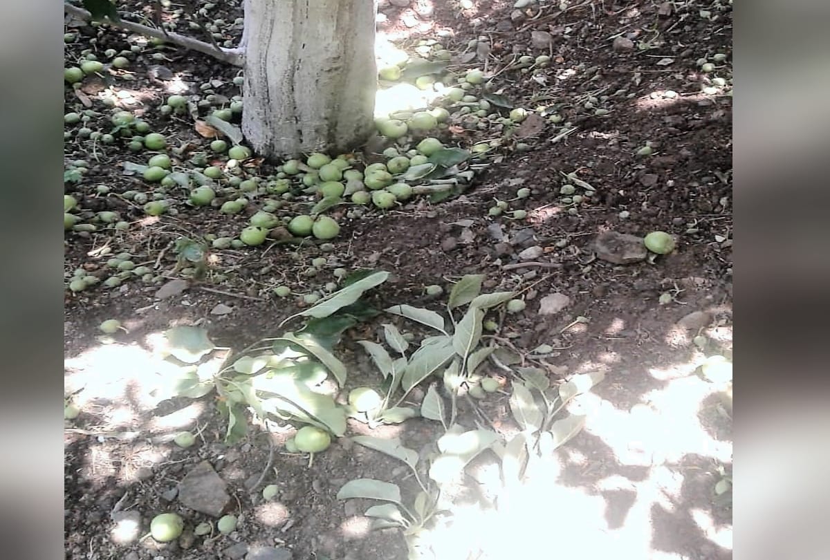 Extreme losses to apple, plum from hail and storm in Himachal
