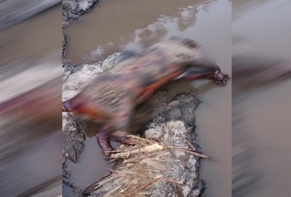 Leopard Burned in Wildfire at forest area dead body found in river