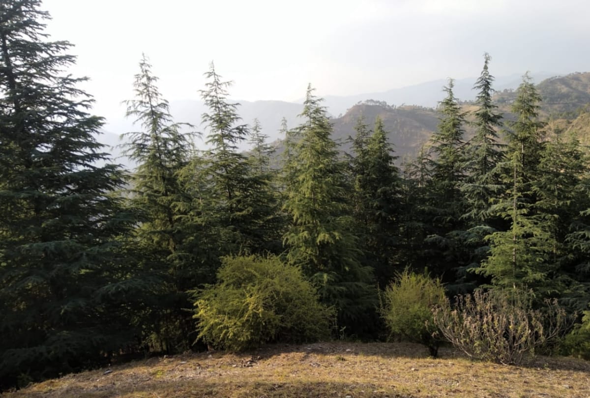 world environment day: environmentalist naian singh grown 10 thousand trees on his fertile land