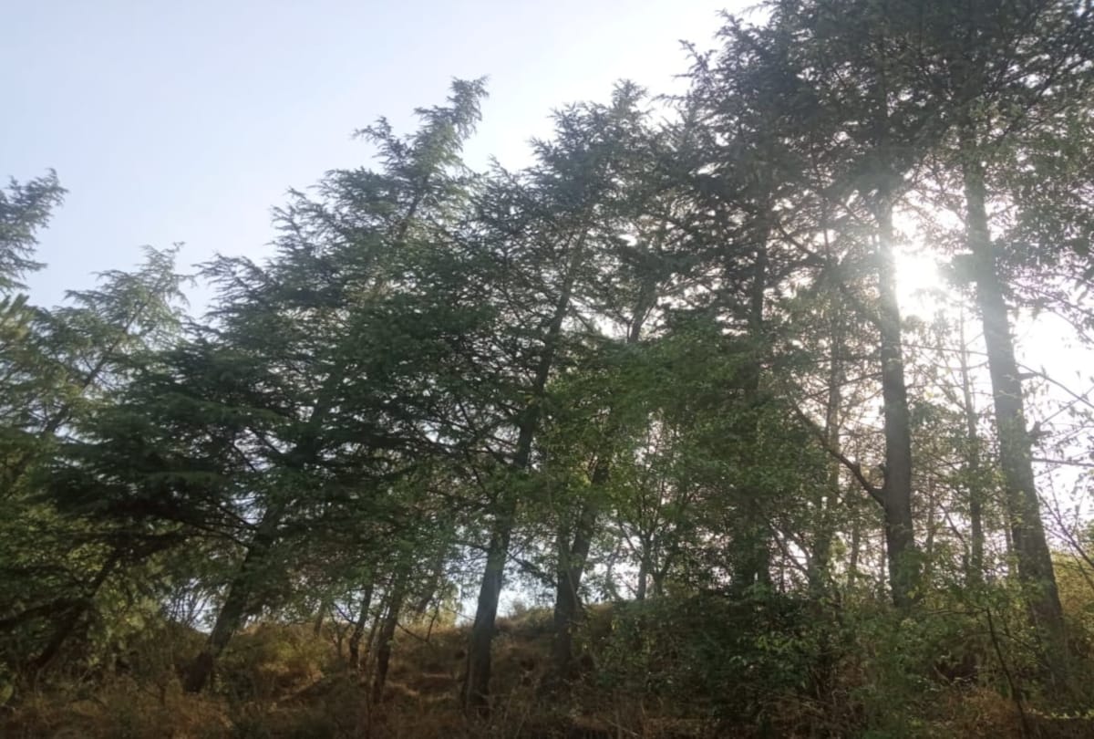 world environment day: environmentalist naian singh grown 10 thousand trees on his fertile land