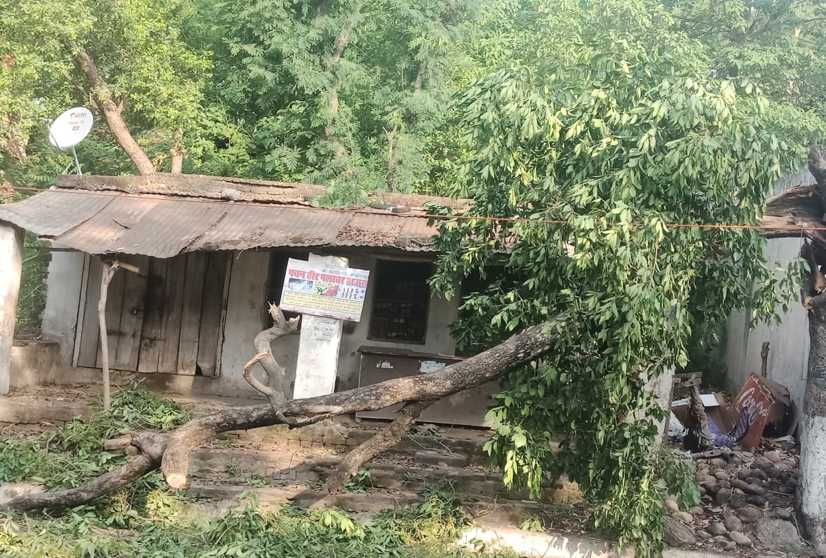 Extreme losses to apple, plum from hail and storm in Himachal