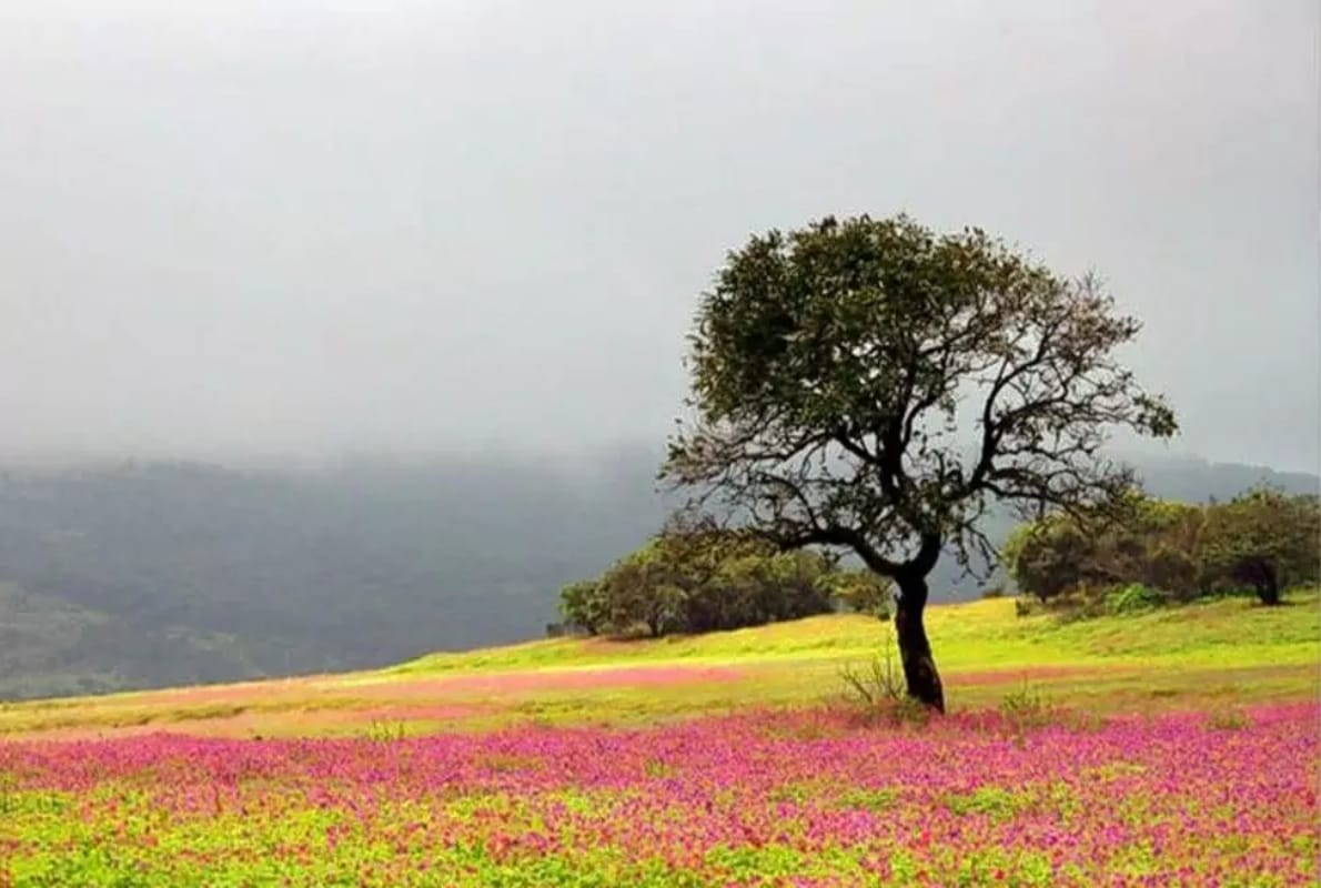 discover best offbeat places in India ratnagiri kaas plateau spiti valley