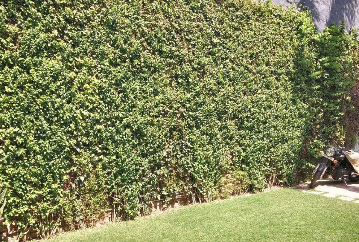 Jammu and Kashmir: Another vertical garden approved in Jammu, parking will be built in Panjtirthi Estate Quarter Complex