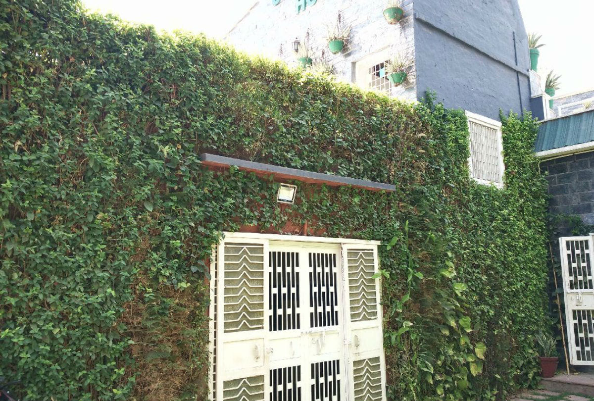 world environment day 2019 create vertical garden your home