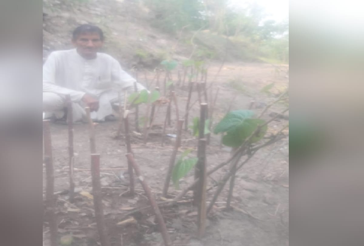 Yam vegetable crop will be cultivated in himachal now