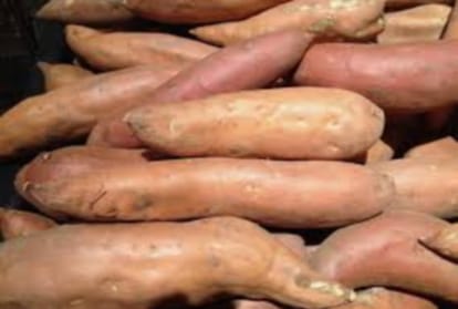 Yam vegetable crop will be cultivated in himachal now