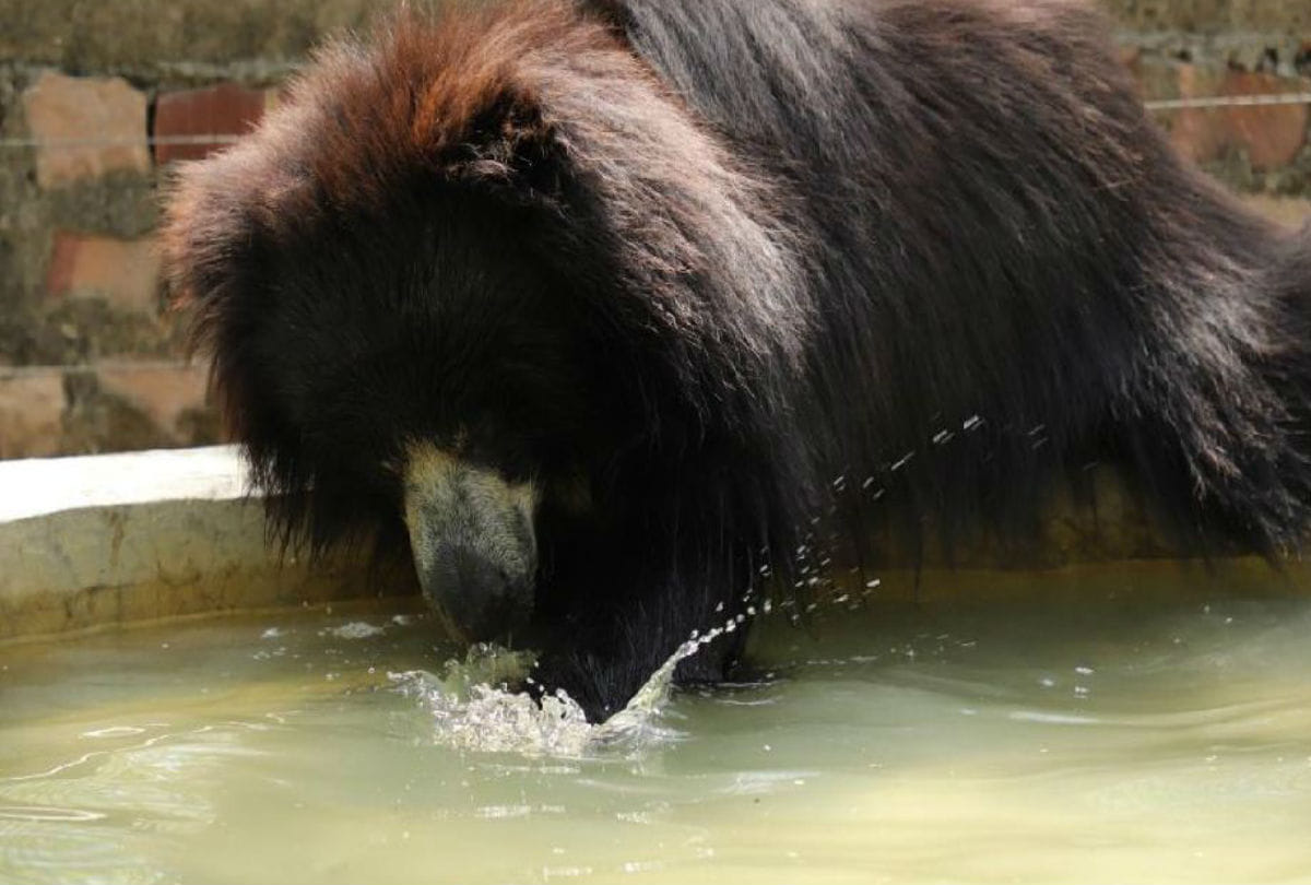 Bears Rescued In Keetham Ten Years Update News Agra