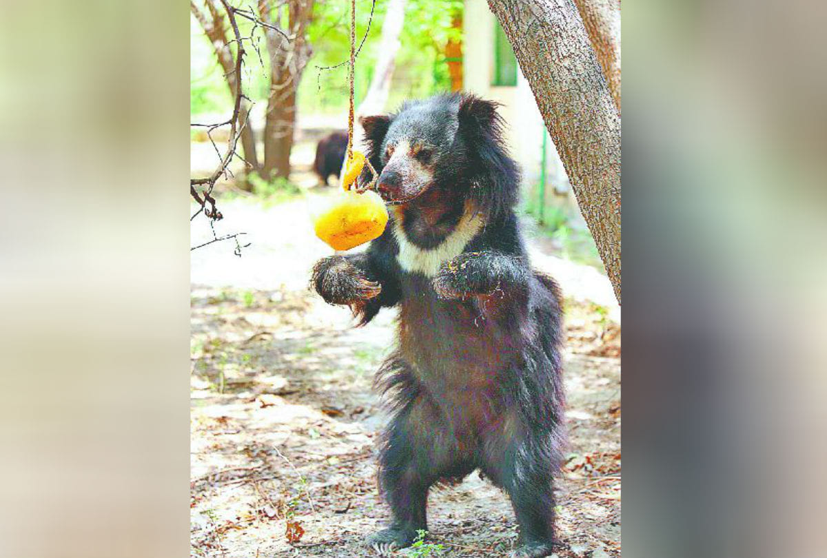 bear Plays Eats in Sur Sarovar Bird Sanctuary Kitham agra Latest News in hindi