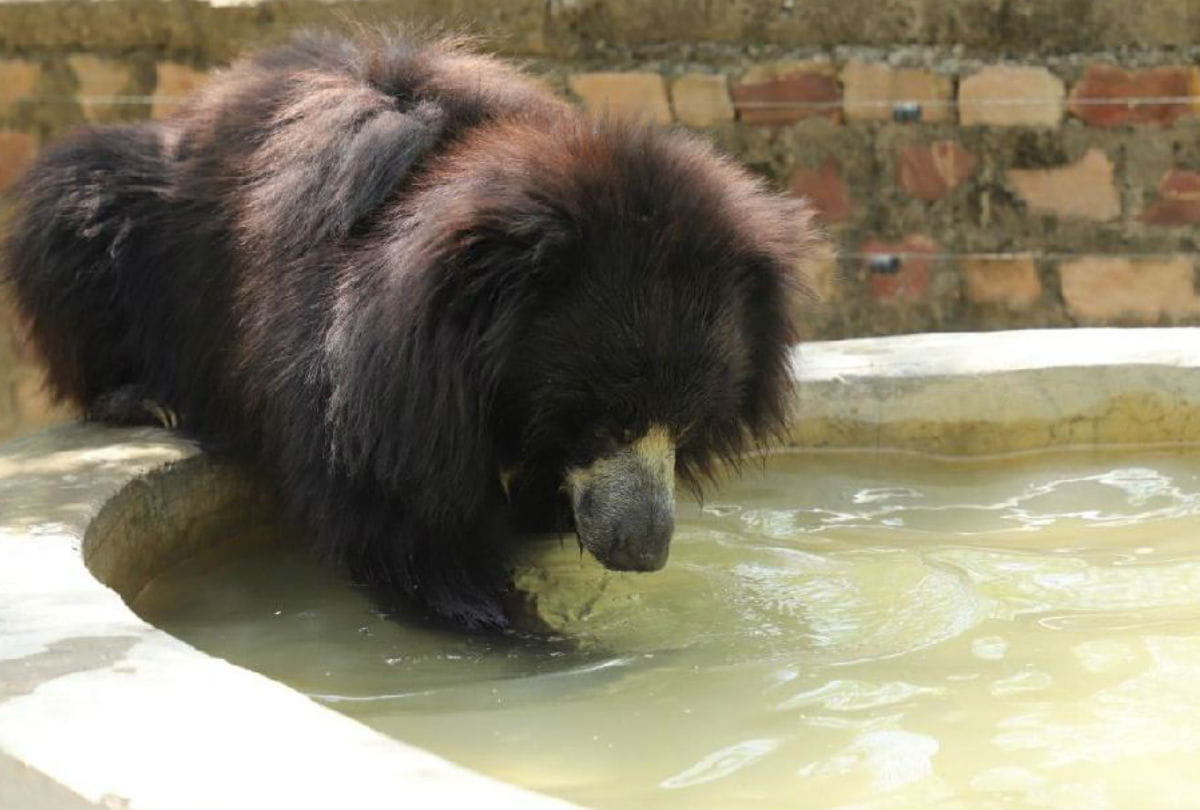 bear Plays Eats in Sur Sarovar Bird Sanctuary Kitham agra Latest News in hindi