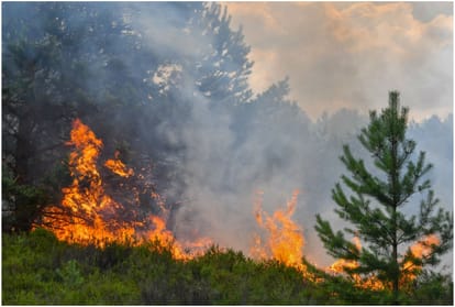World Environment Day 2019 forest fire in Uttarakhand Heat waves in country