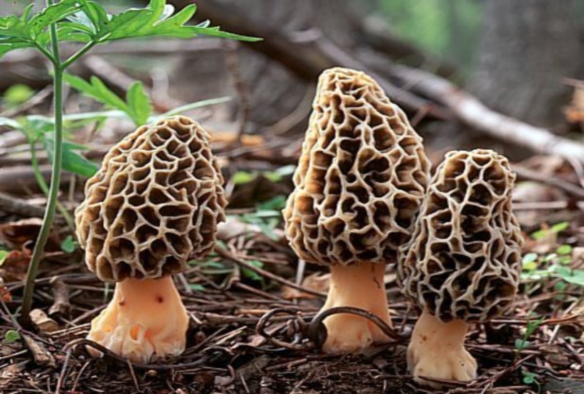 The business of Himachal has faded ahead of the Chinese guchi mushroom