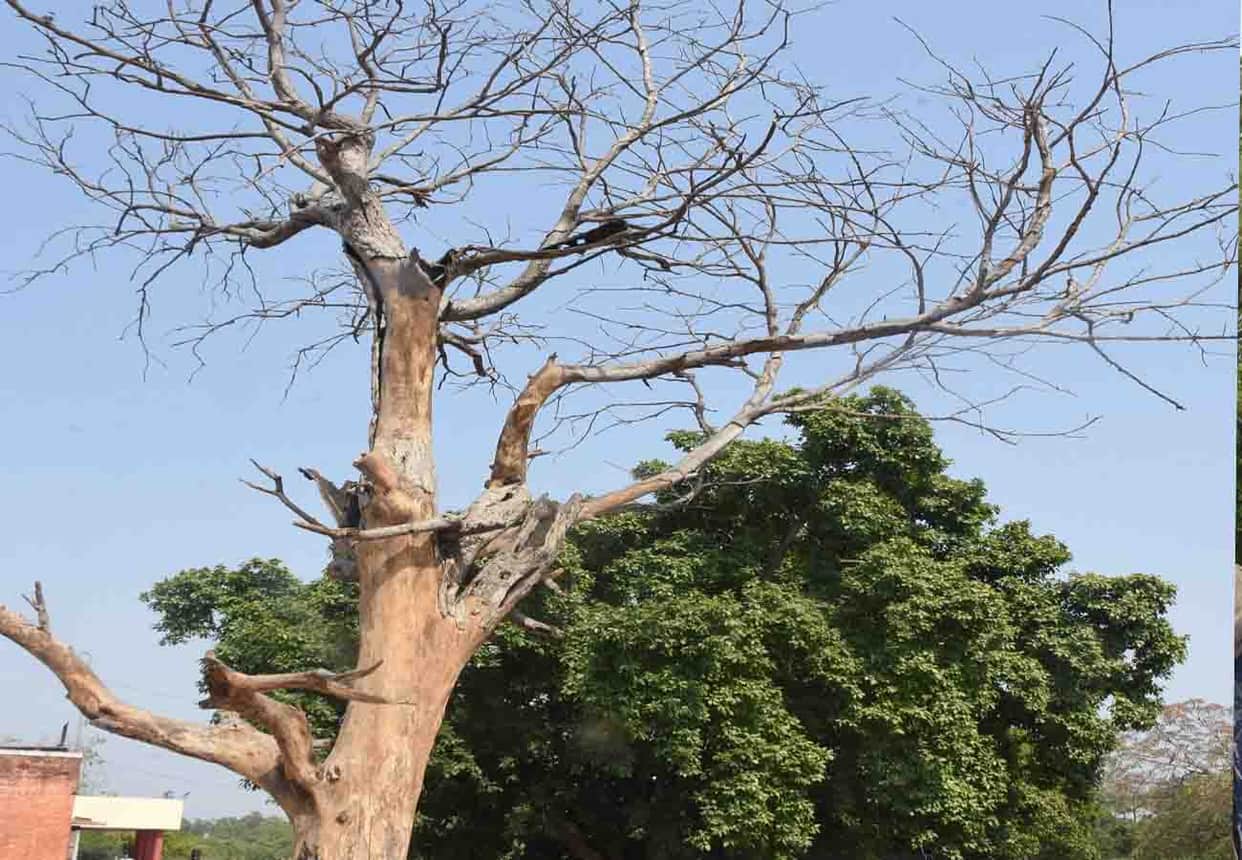 world environment day 2019 special story, must read this news