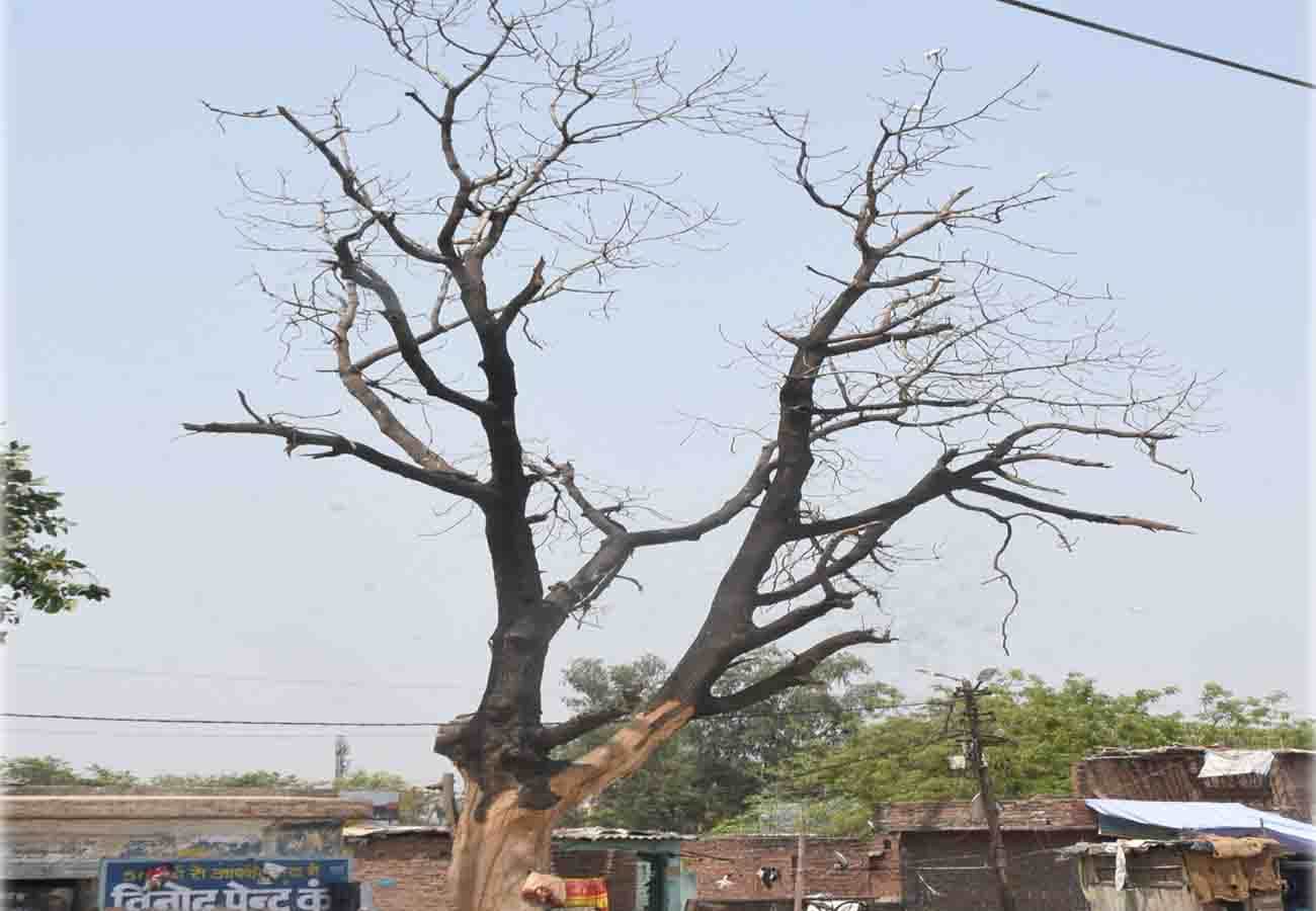 world environment day 2019 special story, must read this news