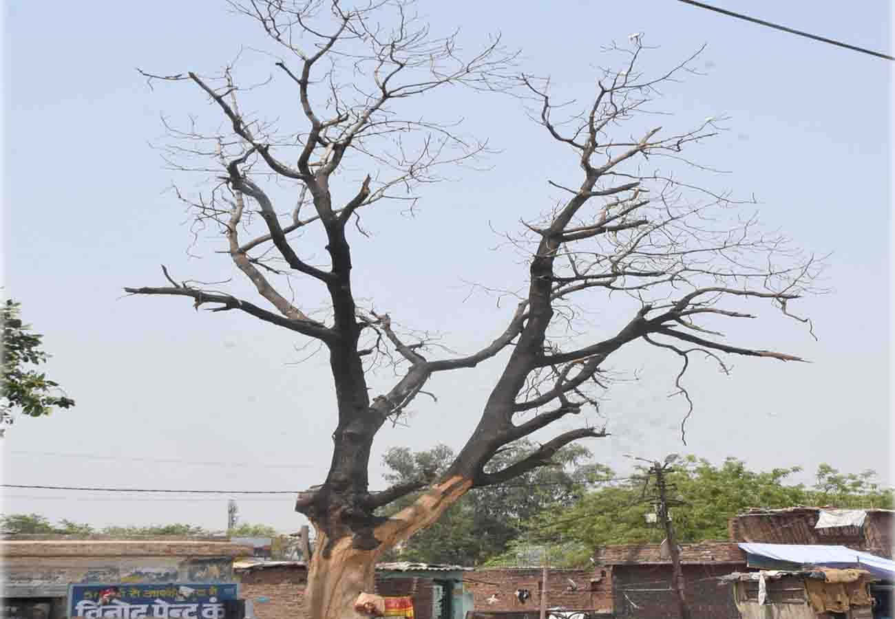world environment day 2019 special story, must read this news