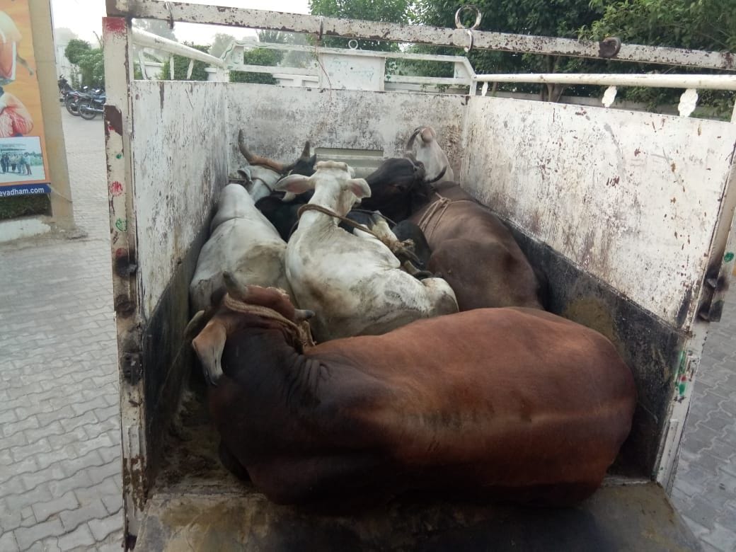 6 cows caught