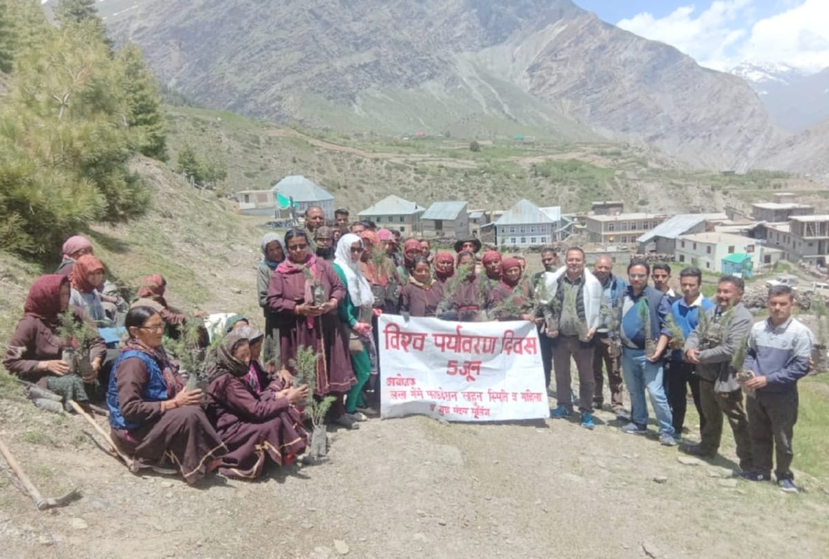 three thousand sampling planted in muling village lahaul spiti