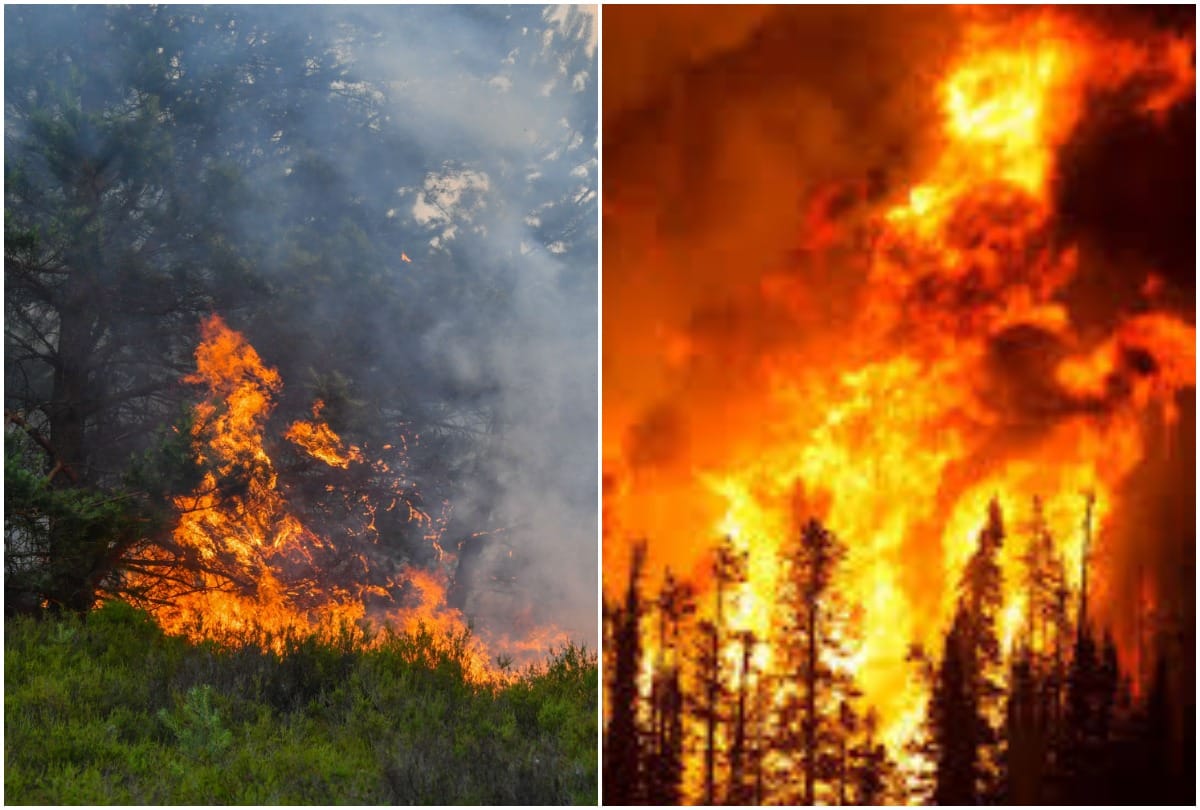 why bamboo is not burnt