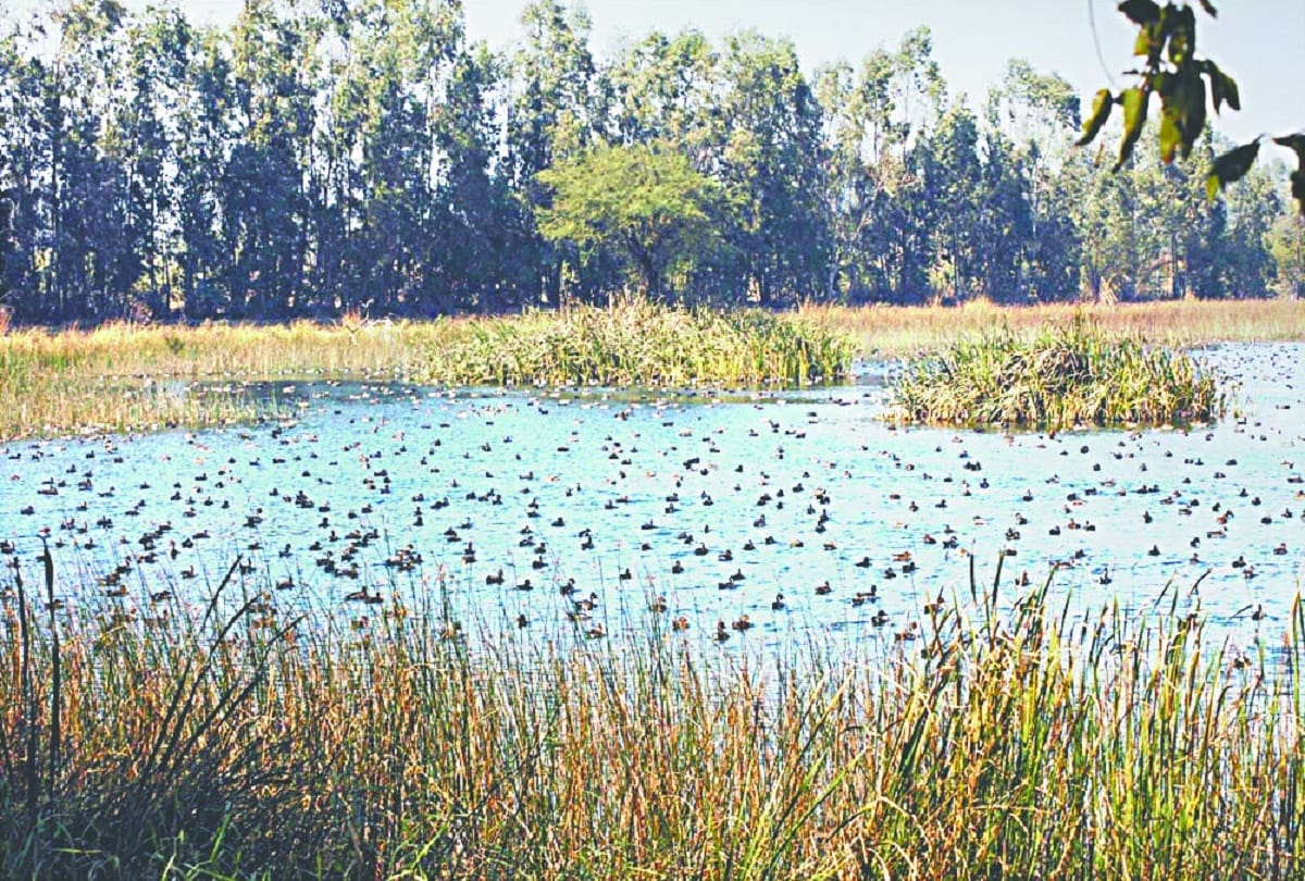 Environment Day celebrated in schools, colleges and universities of delhi, government will plant 35 lakh saplings
