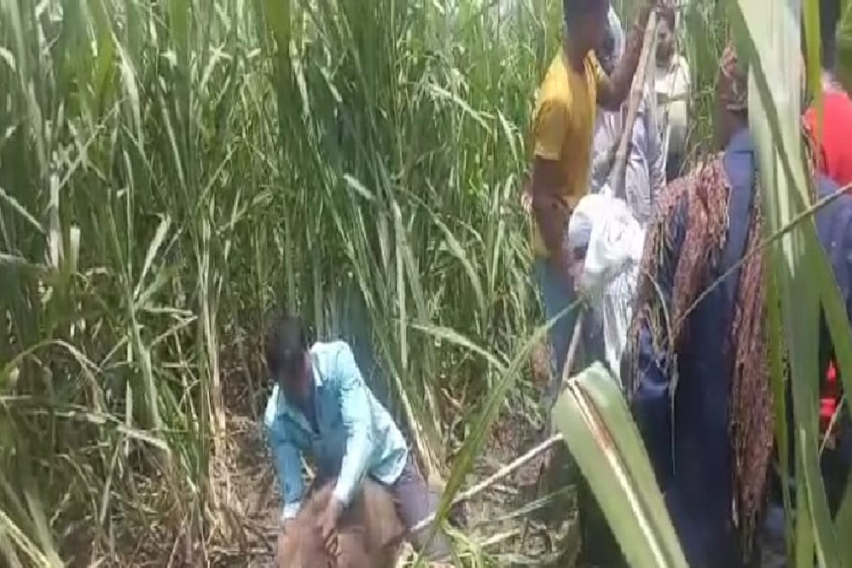 Hunting of wild boar in Baghpat and case against father and son