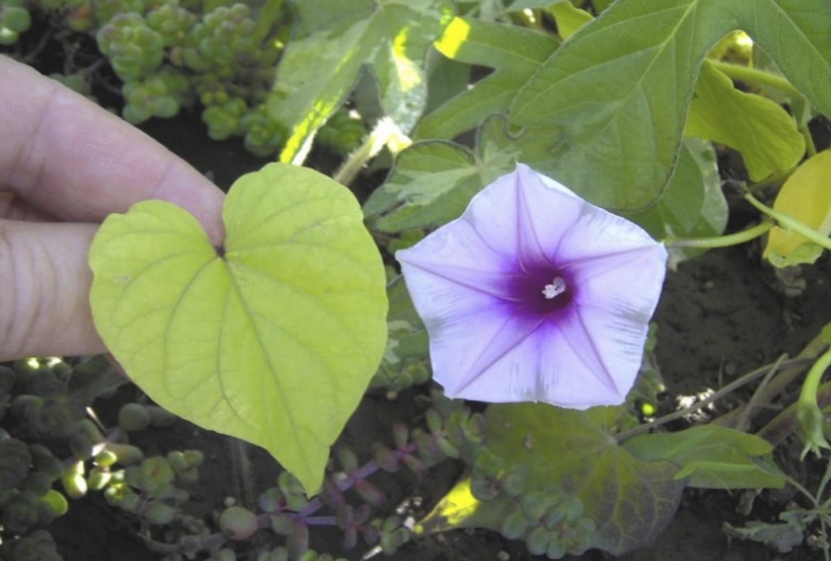 know about these 5 lucky plant which is the source of money