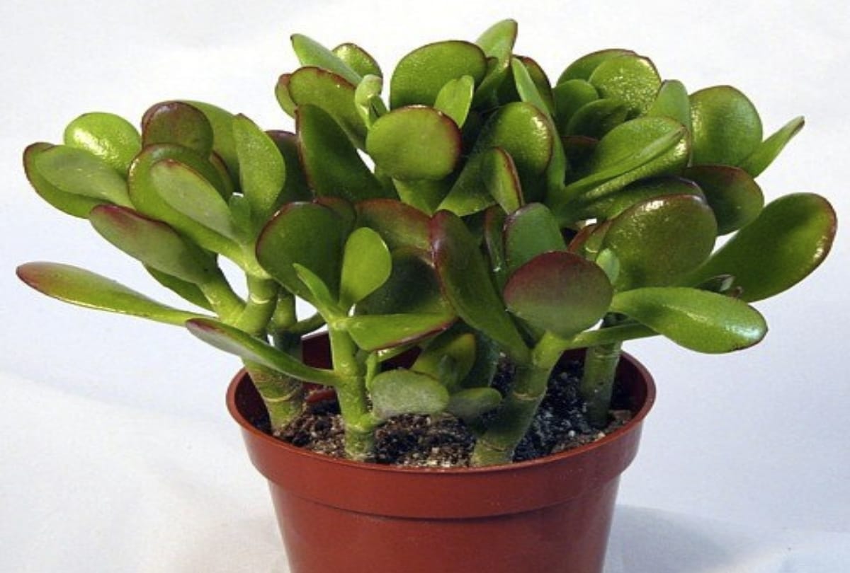 know about these 5 lucky plant which is the source of money