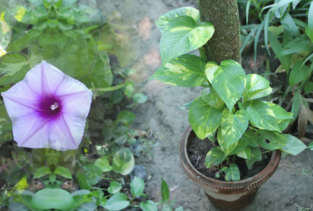 know about these 5 lucky plant which is the source of money