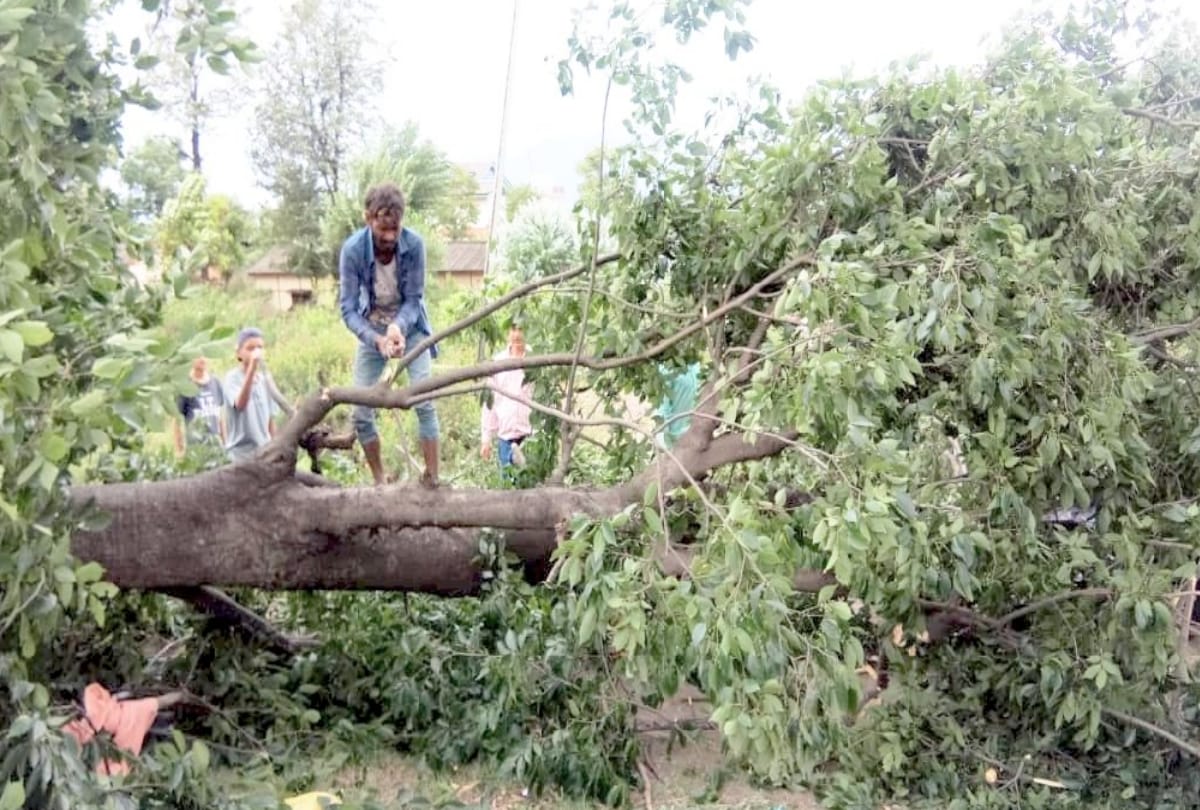 tree and house roofs damaged due to storm in himachal
