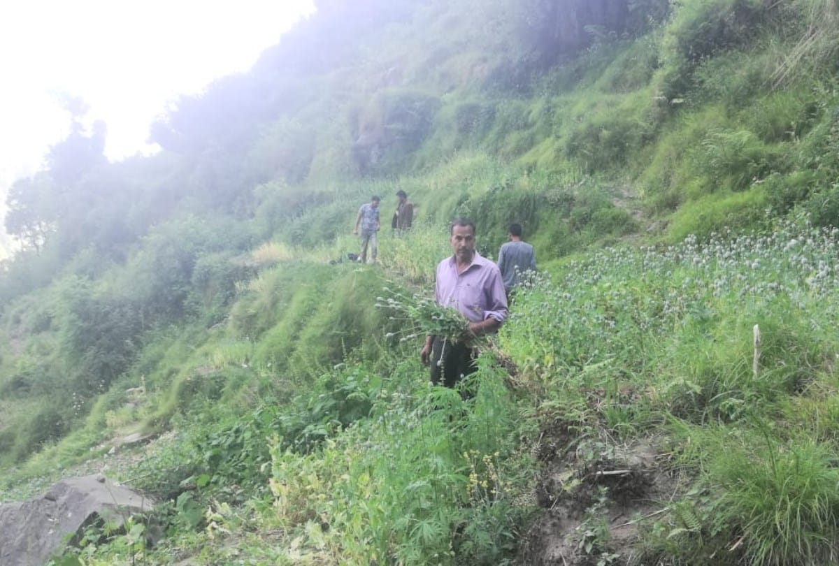 Mandi Police Busted illegal cultivation of opium fifteen thousand Plants
