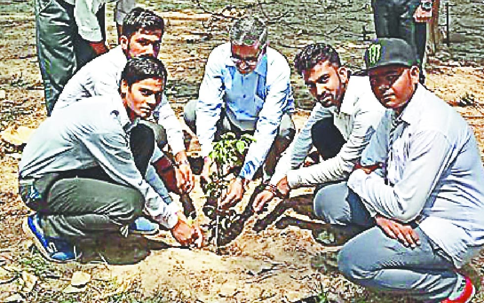 Do not bite the trees, how to compensate the environment
