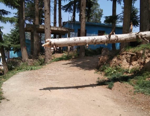 Three days later, even the fallen trees in the Adarsh Nagar muhalla