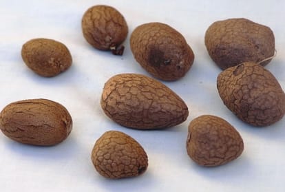Botanist Tara sen statement over Yam cultivation in himachal pradesh