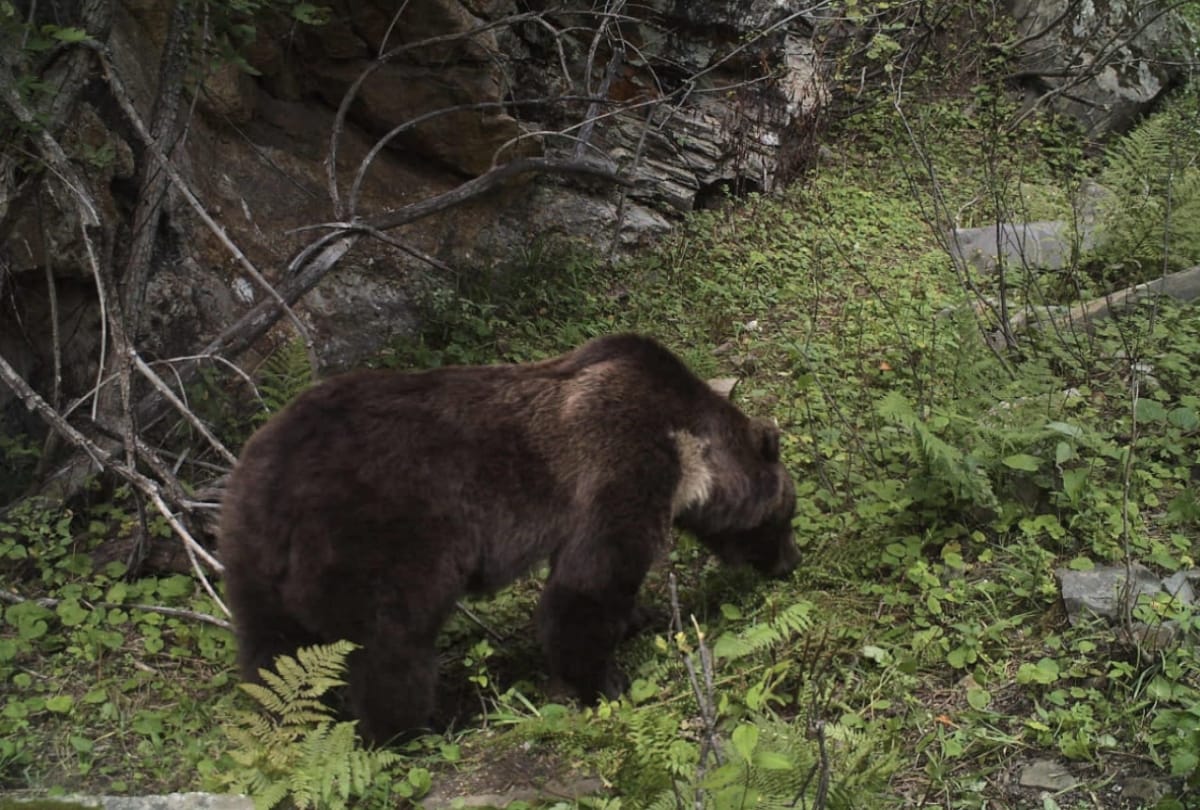 uttarakhand news: late night forest department killed a bear in Joshimath