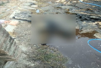 eight cattle burnt alive after cattle shed on fire in una