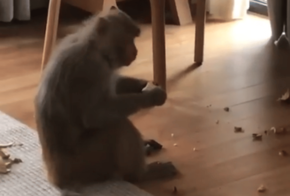 monkey menace in actress soundarya sharma home video viral