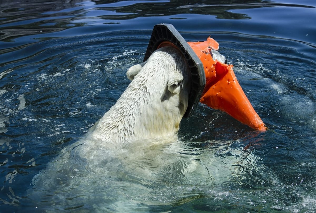 world ocean day 2019 5 situation making oceans state worst