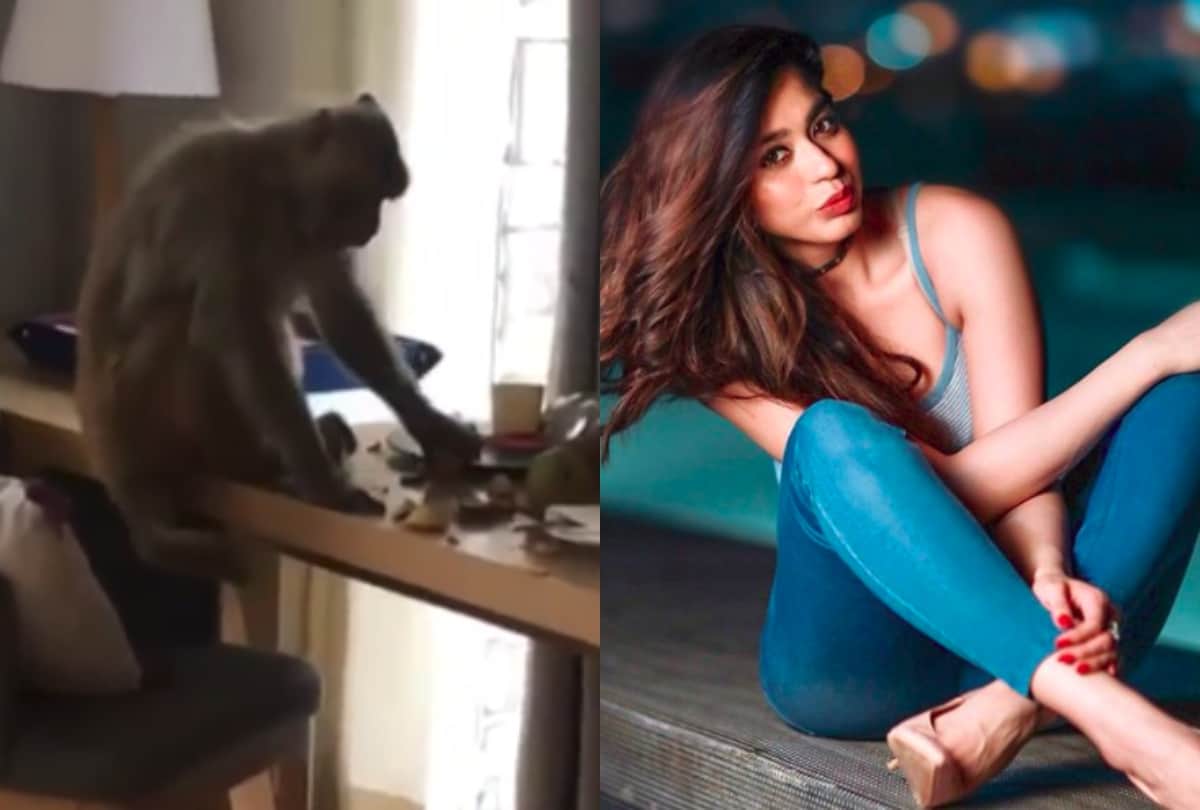 monkey menace in actress soundarya sharma home video viral