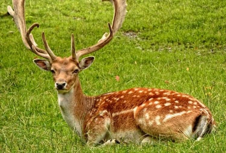 अमेरिका :हिरण में कोरोना वायरस के चिंताजनक स्वरूप, इंसानों की तुलना में 80 बार बदला - Worrying Form Of Corona Virus In Deer - Amar Ujala Hindi News Live