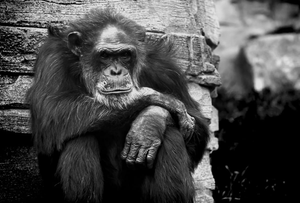 special story of animal emotion in hindi