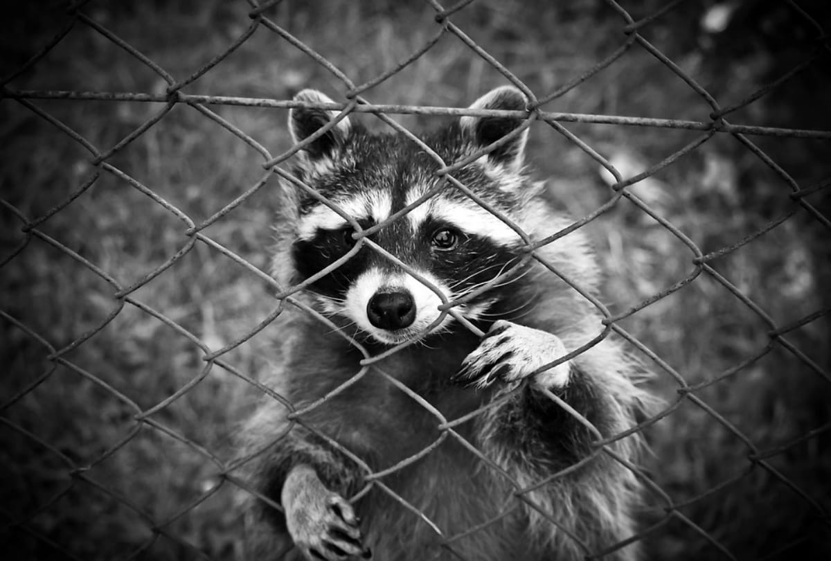 special story of animal emotion in hindi